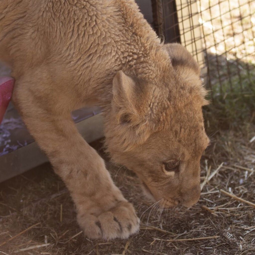 Freya the rescued lion cub is safe in South Africa, but many other lions there are bred to be shot