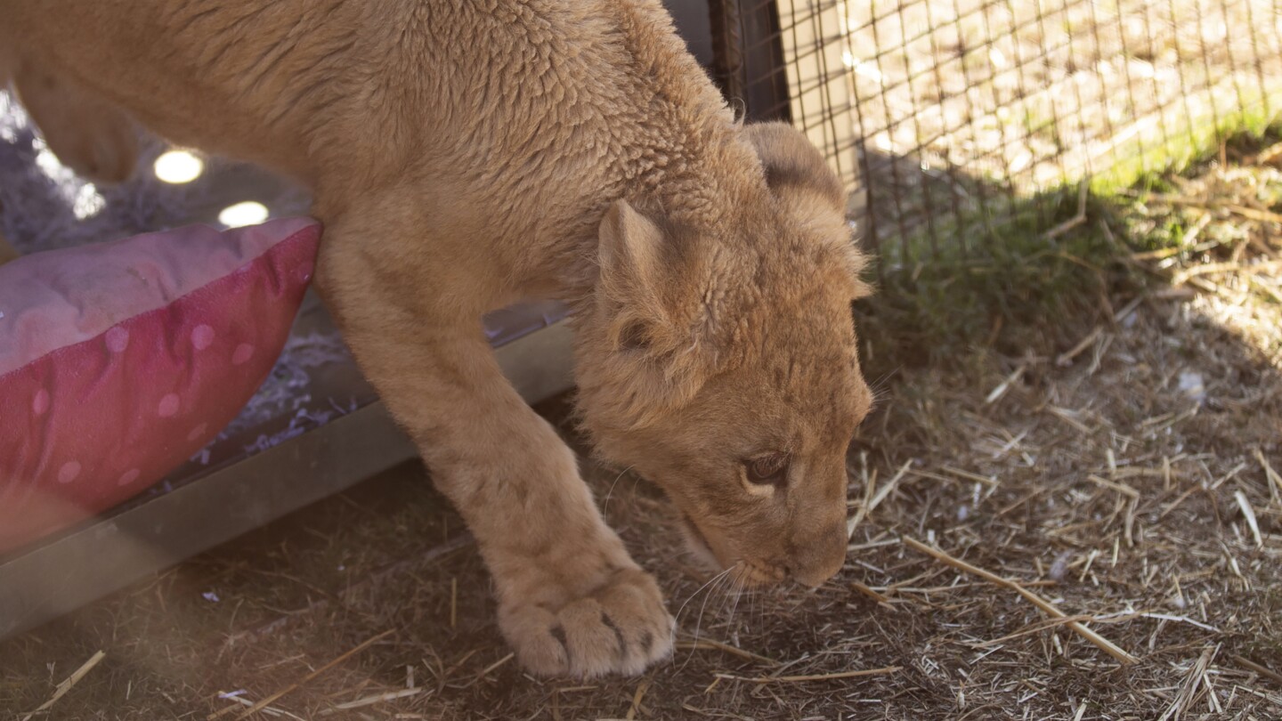 Freya the rescued lion cub is safe in South Africa, but many other lions there are bred to be shot