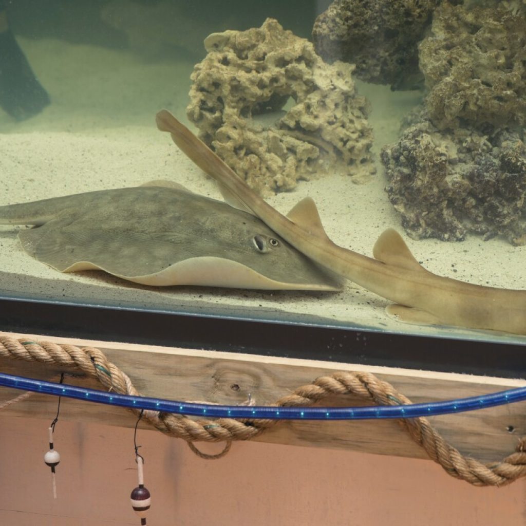 Stingray that got pregnant despite no male companion has died, aquarium says