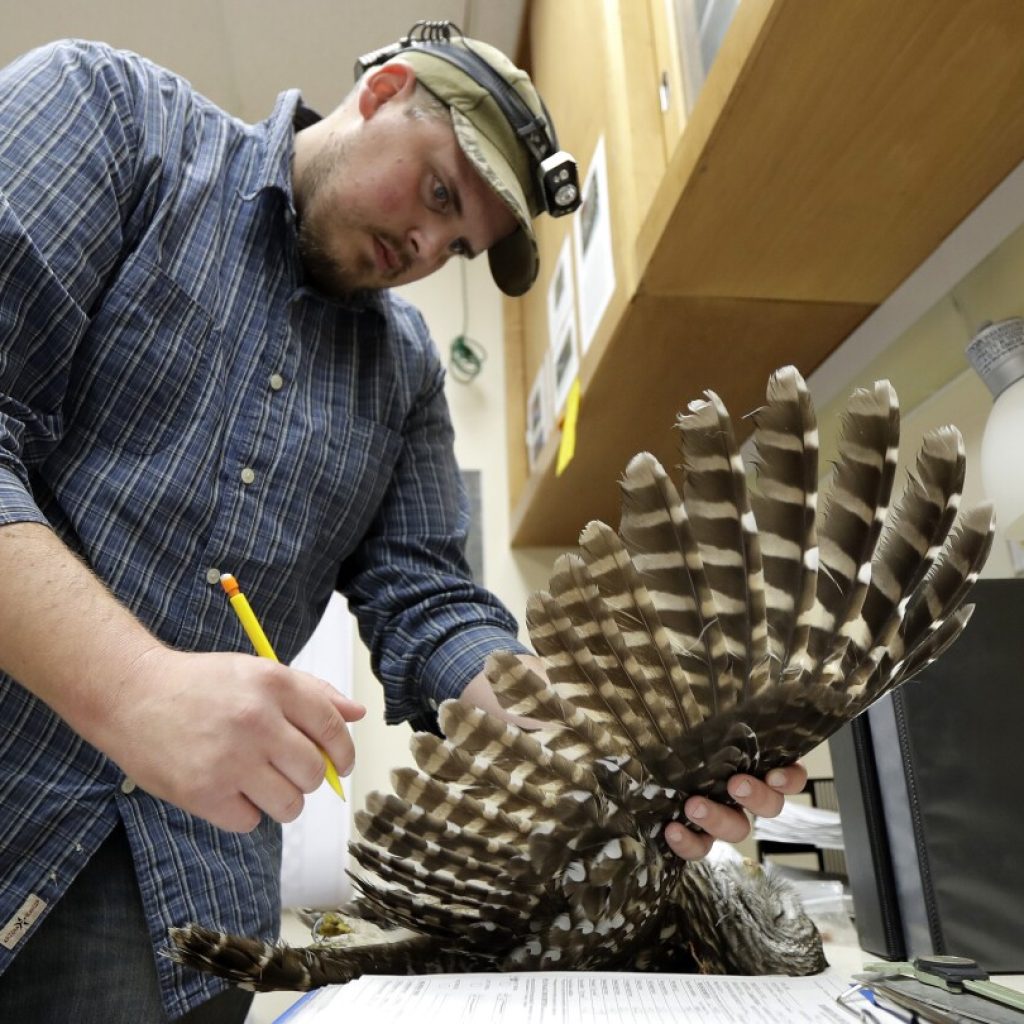 To save spotted owls, US officials plan to kill hundreds of thousands of another owl species