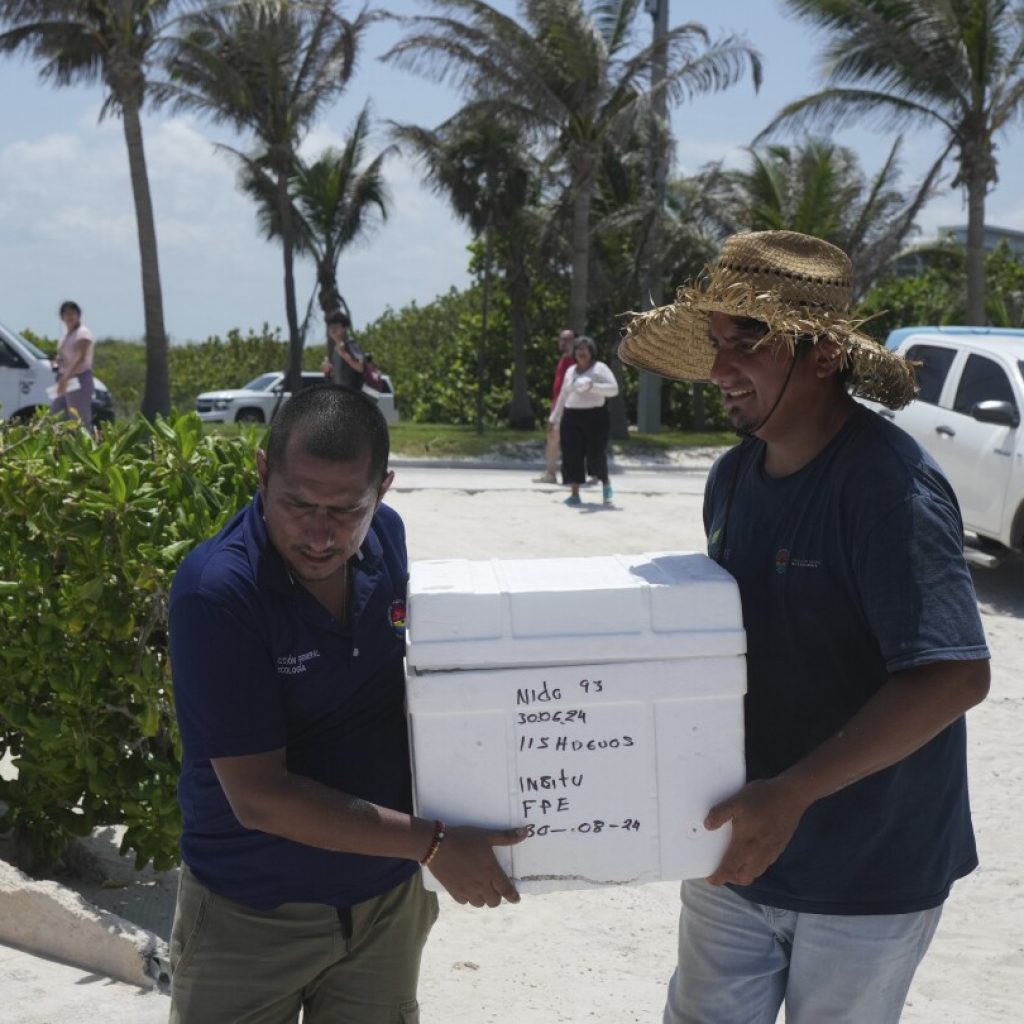 Mexico evacuates sea turtle eggs from beaches as Hurricane Beryl heads to the Yucatan peninsula