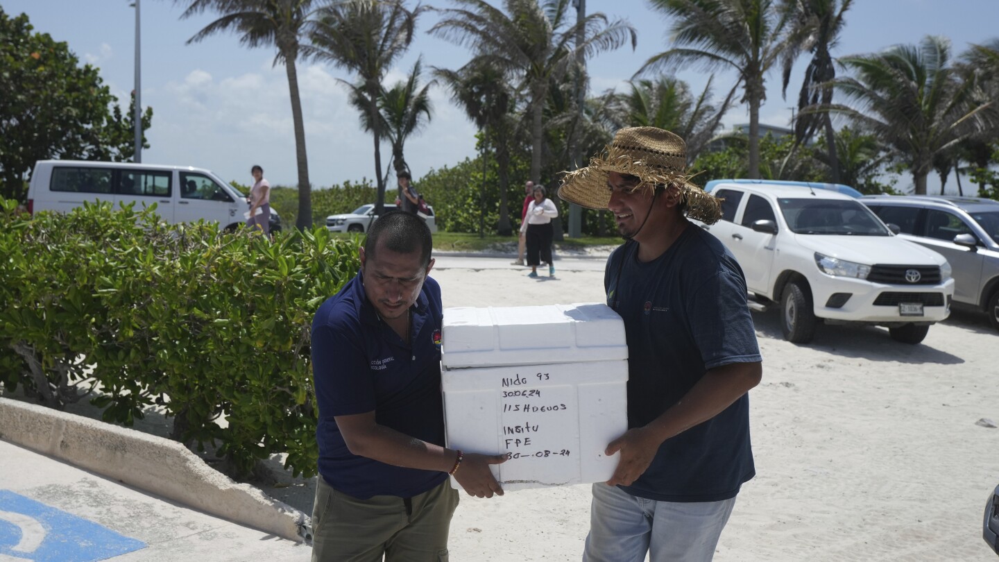 Mexico evacuates sea turtle eggs from beaches as Hurricane Beryl heads to the Yucatan peninsula