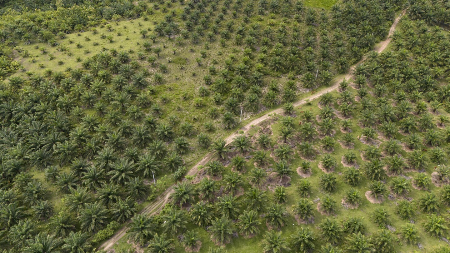 A study finds Indonesia’s deforested land is often left idle. But some see potential in that