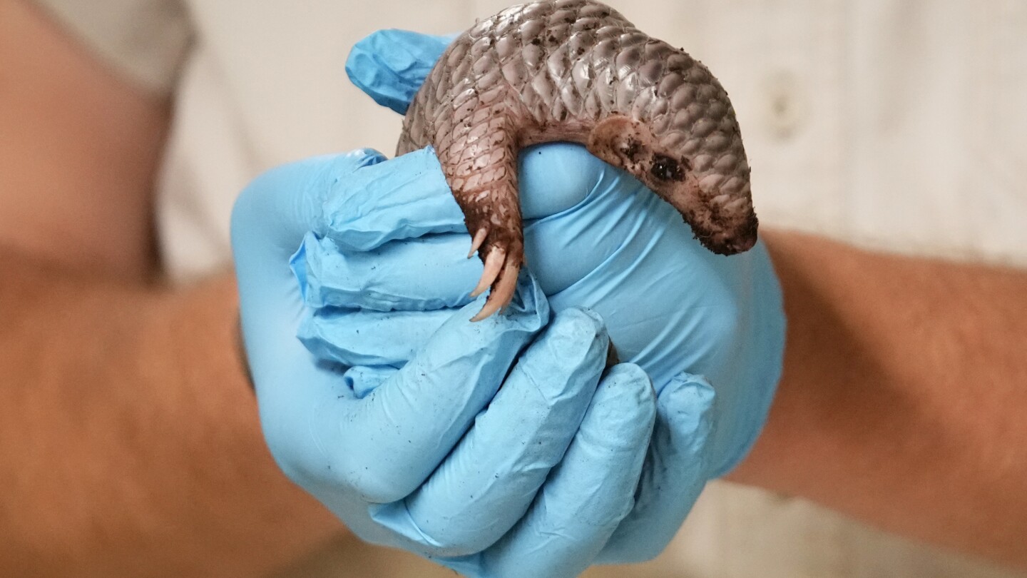 A second critically endangered Chinese pangolin is born in the Prague zoo in less than 2 years