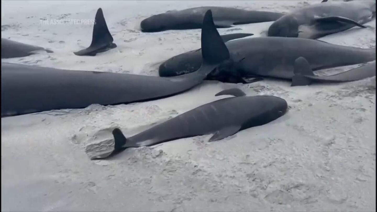 Dozens of whales die in mass stranding on beach in Orkney Islands | AP News