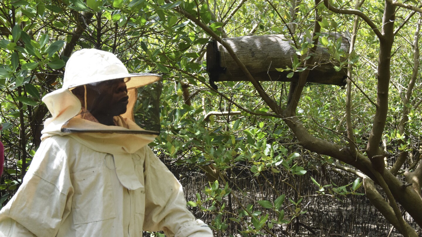 Mind the mangroves! Some Kenyans combat the threat of logging with hidden beehives