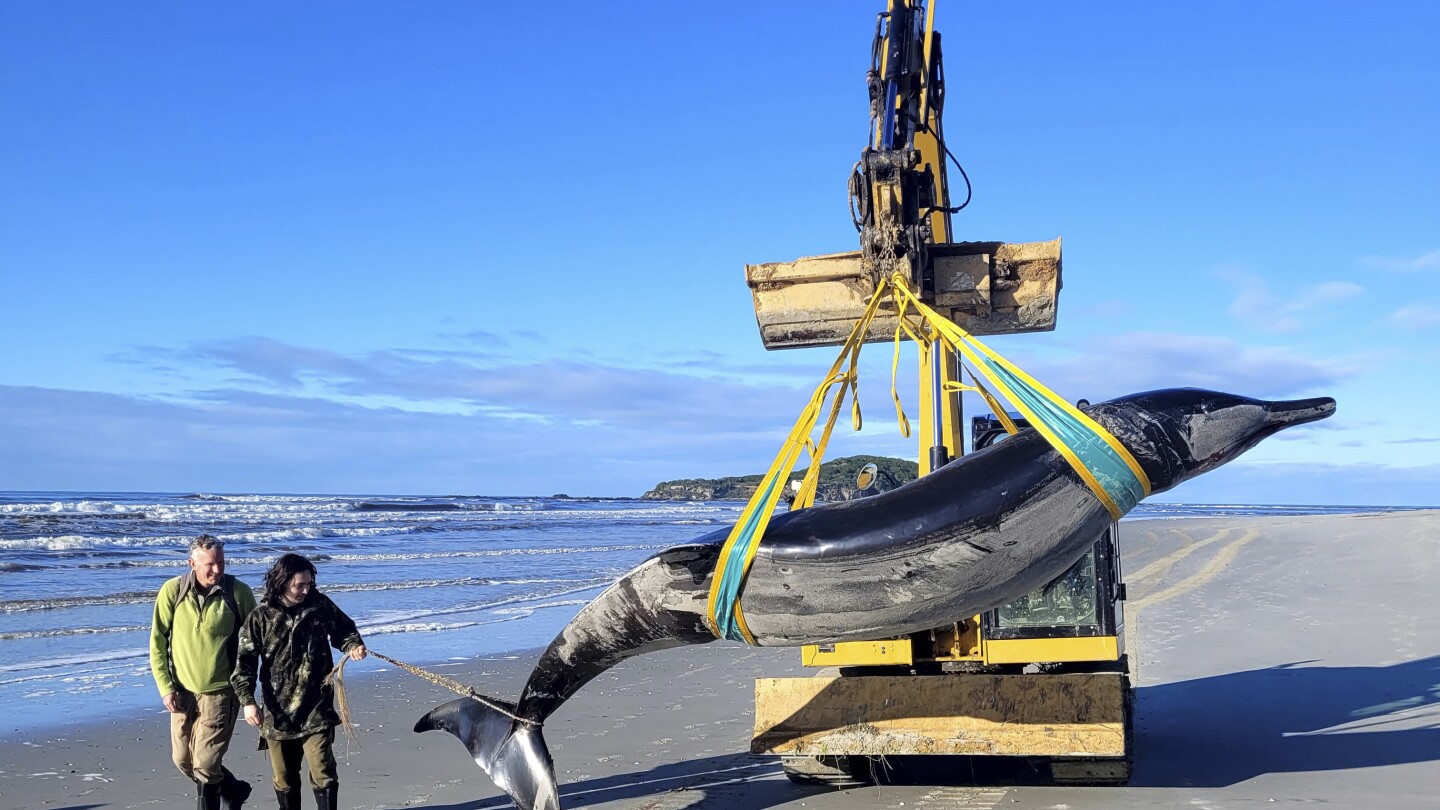 World’s rarest whale may have washed up on New Zealand beach, possibly shedding clues on species