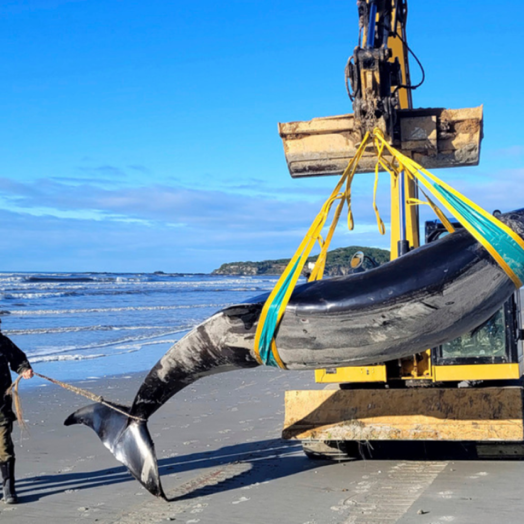 World’s rarest whale may have washed up on New Zealand beach, possibly shedding clues on species | AP News