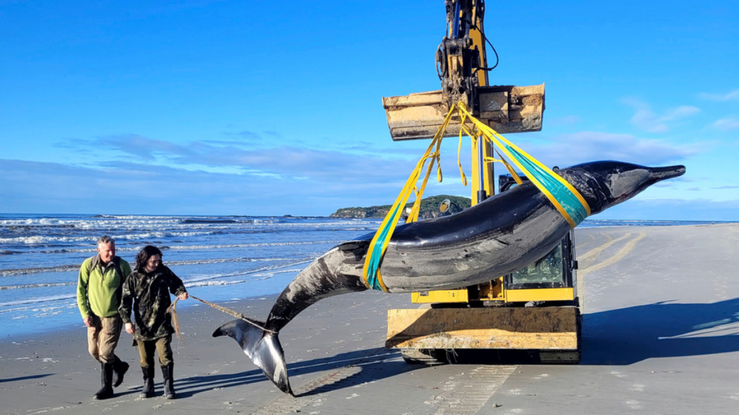 World’s rarest whale may have washed up on New Zealand beach, possibly shedding clues on species | AP News