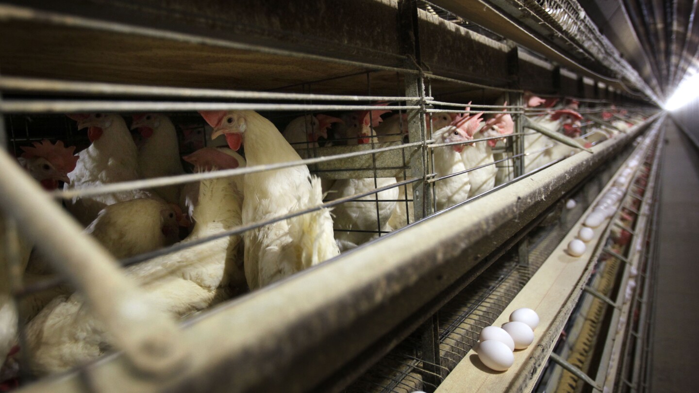 US health officials confirm four new bird flu cases, in Colorado poultry workers