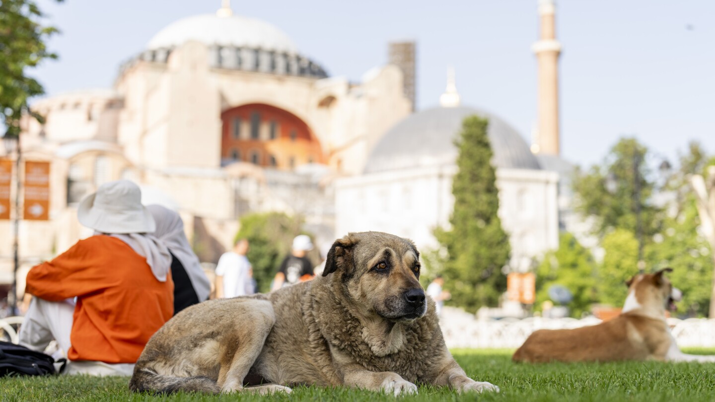 Turkish legislators hold tense debate on bill to control stray dogs. Critics fear a mass culling