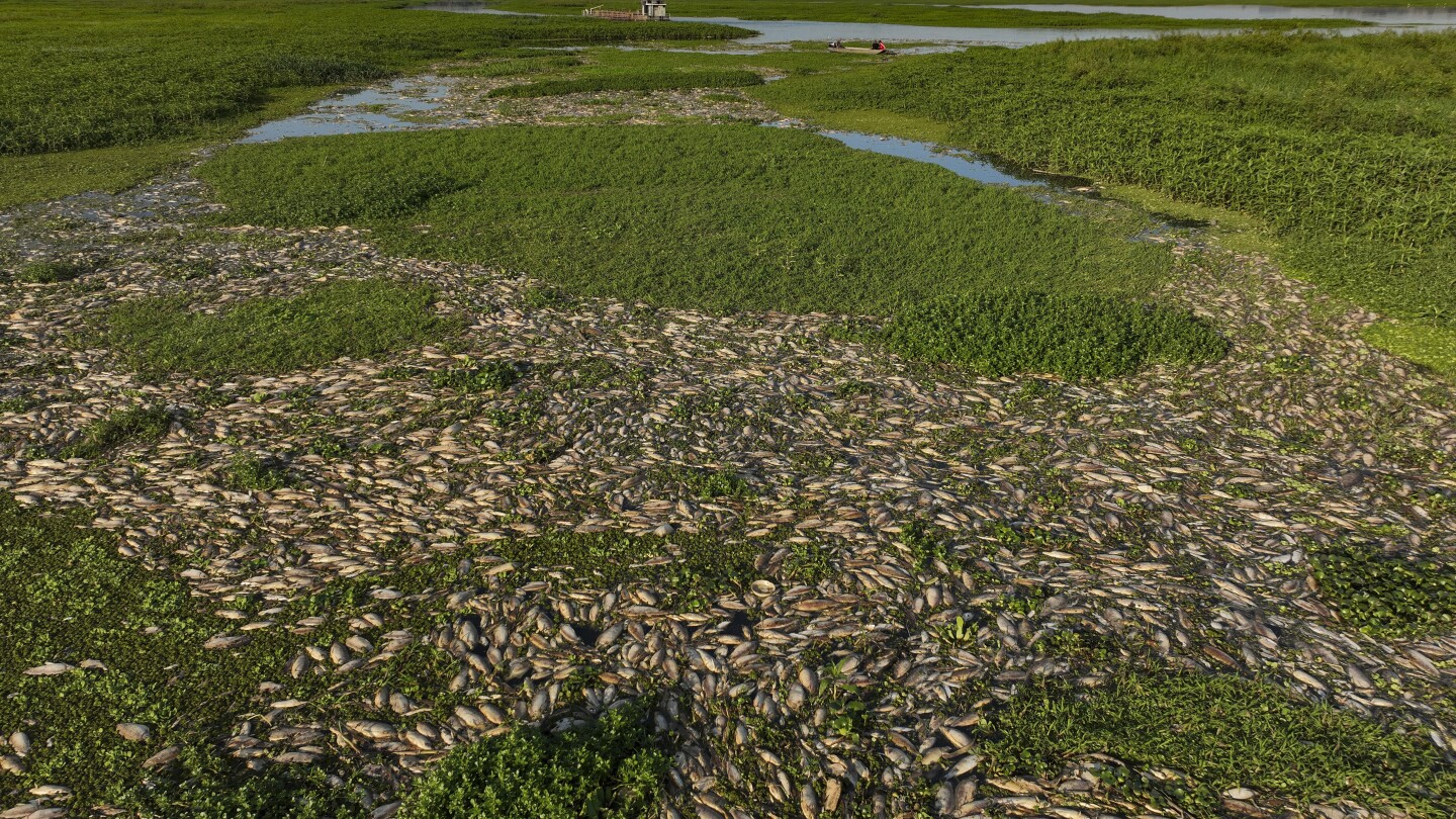 Tons of dead fish cover major Sao Paulo river after alleged dumping of industrial waste