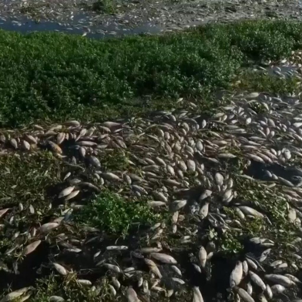 Tons of dead fish cover major Sao Paulo river after alleged dumping of industrial waste | AP News