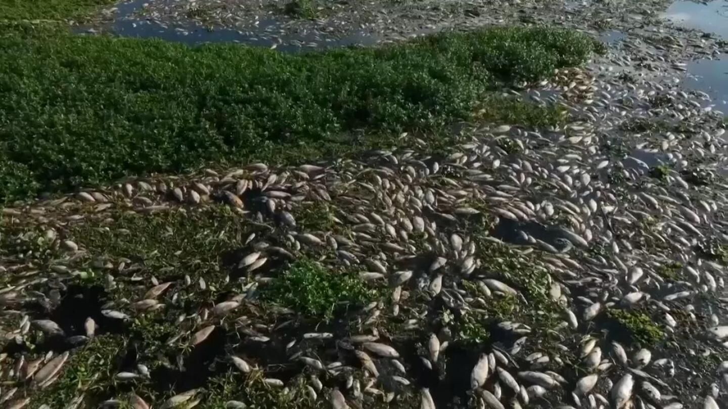 Tons of dead fish cover major Sao Paulo river after alleged dumping of industrial waste | AP News