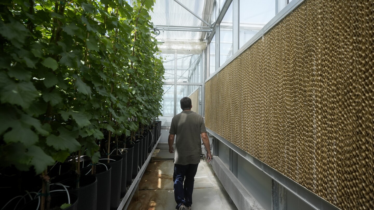 Greenhouses are becoming more popular, but there’s little research on how to protect workers