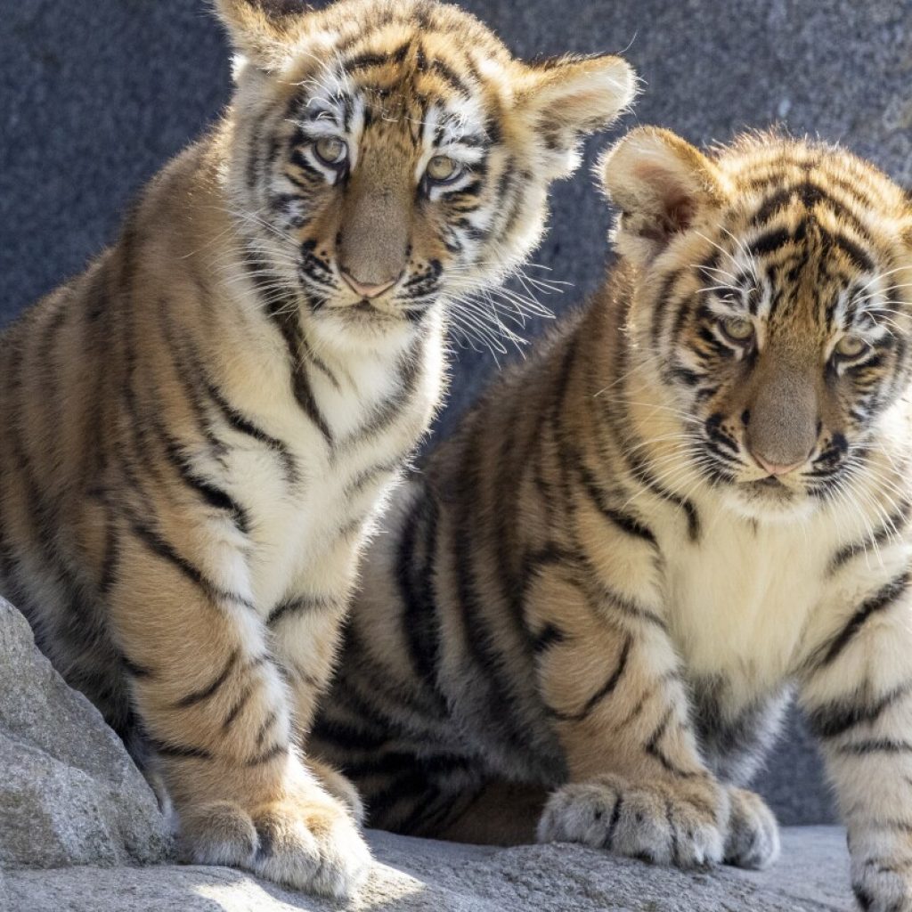 2 Amur tiger cubs have their first public outing at Germany’s Cologne Zoo