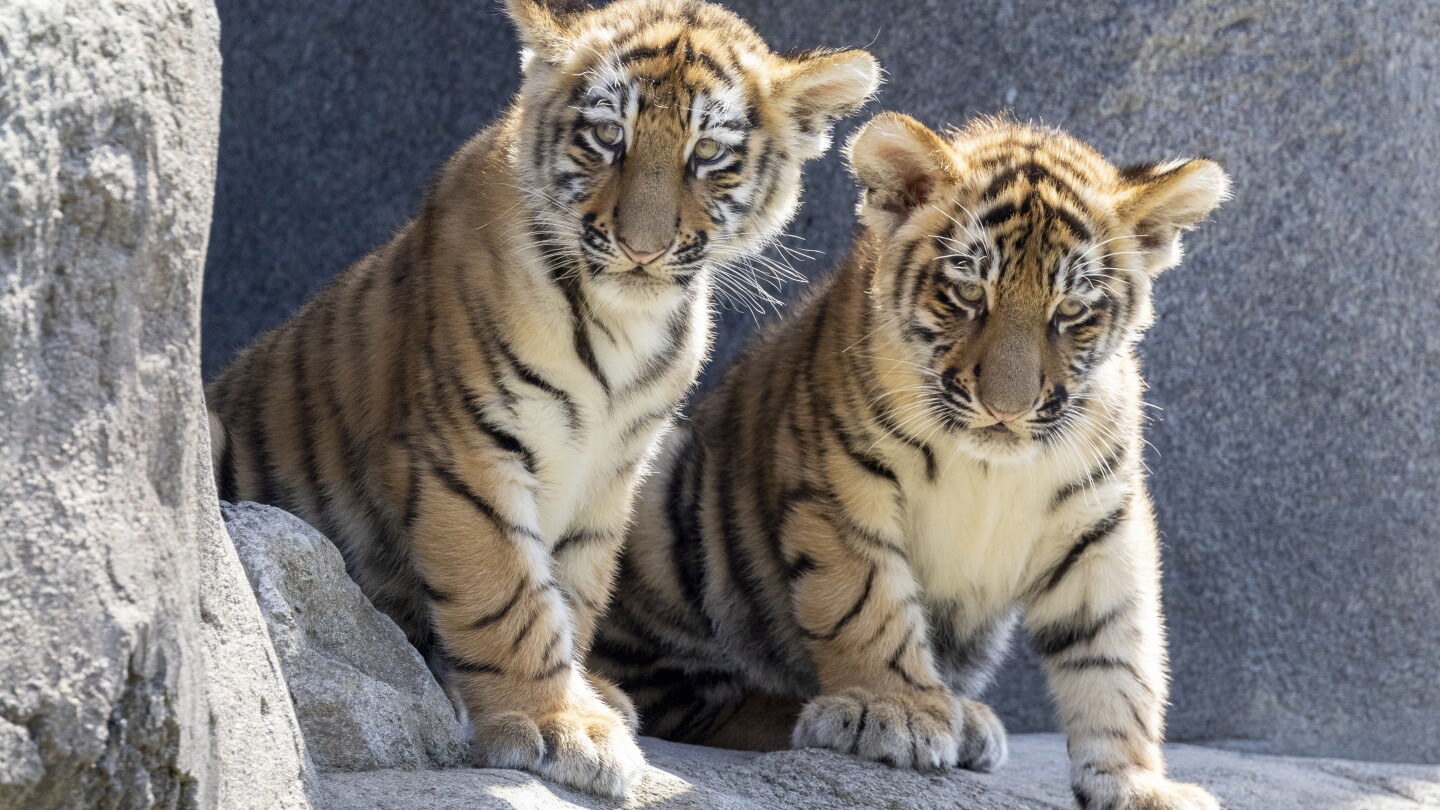 2 Amur tiger cubs have their first public outing at Germany’s Cologne Zoo