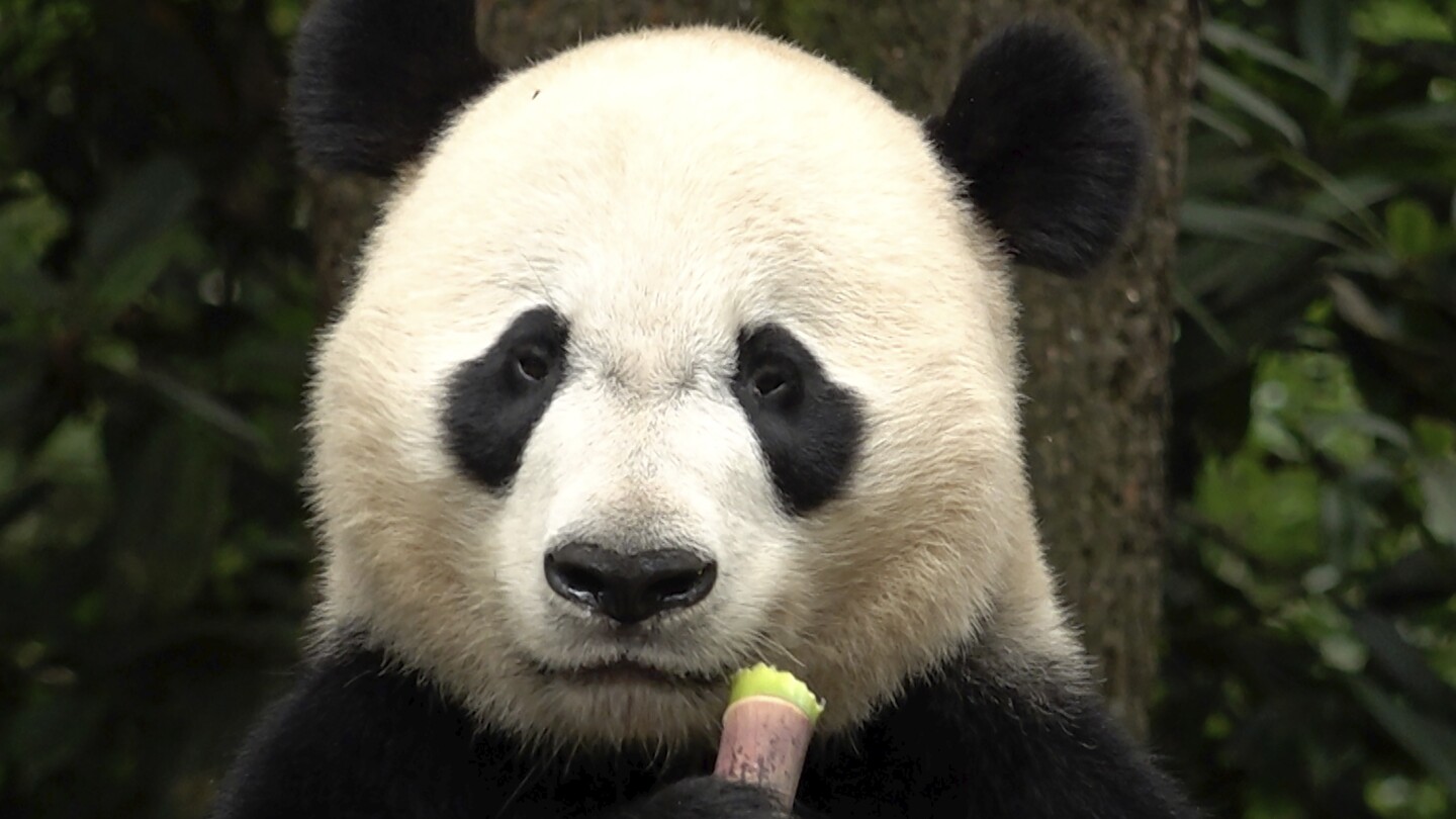 The winner in China’s panda diplomacy: the pandas themselves