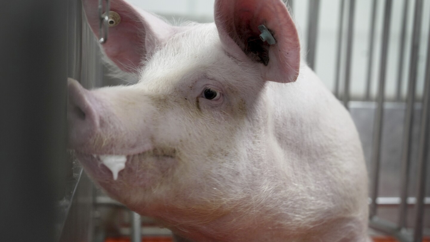 Meet some of the world’s cleanest pigs, raised to grow kidneys and hearts for humans