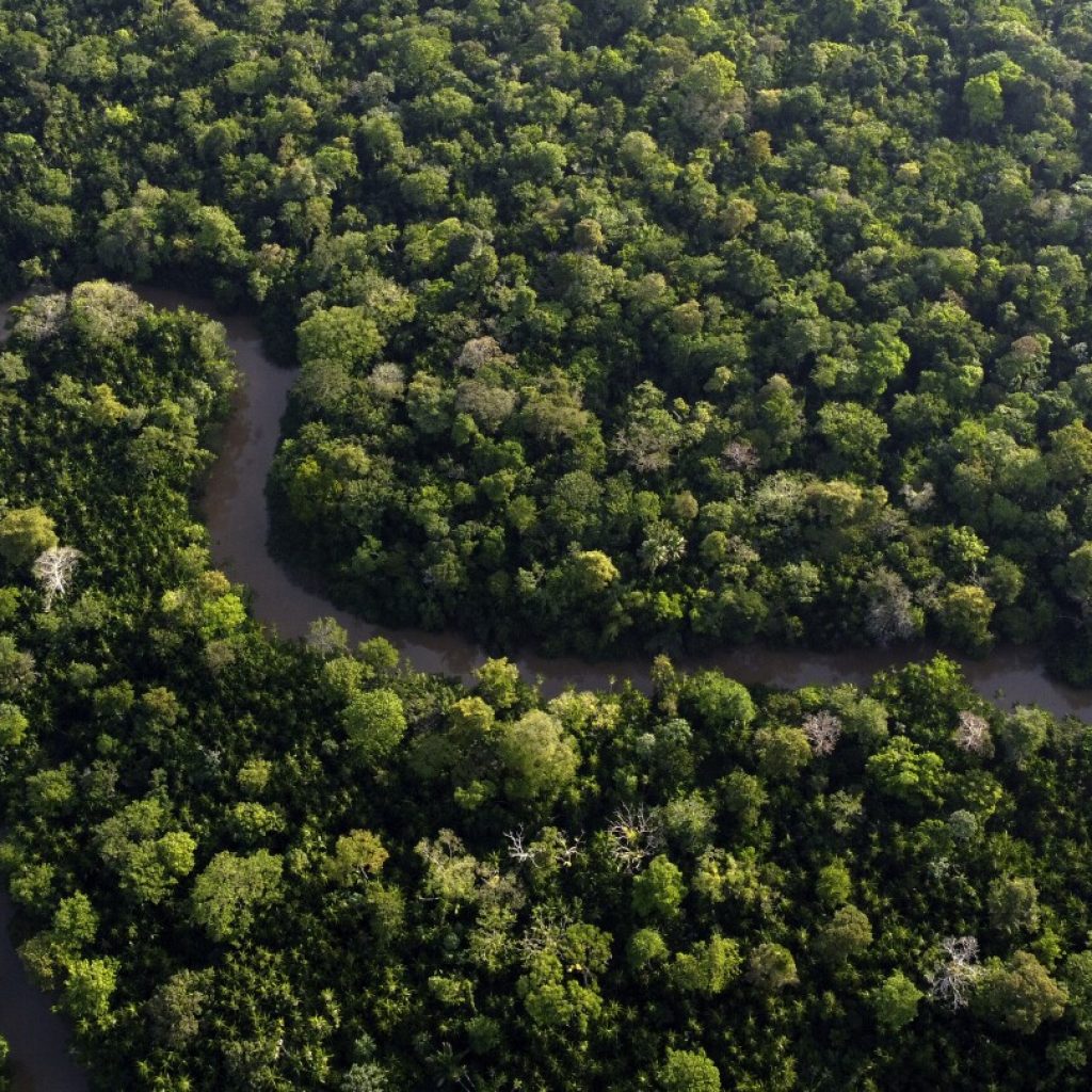 Brazil to allow miles of selective logging in effort to preserve the Amazon