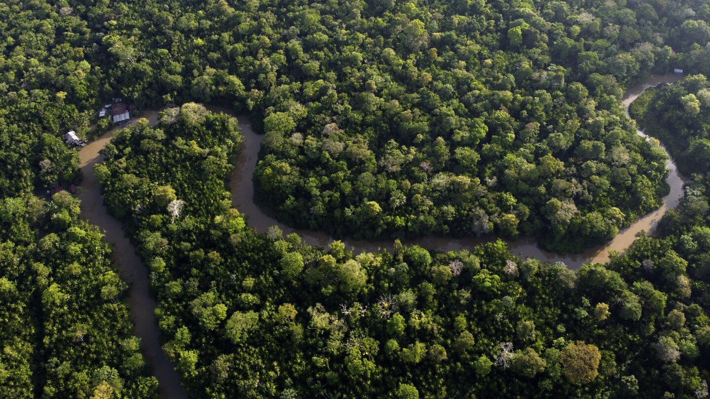 Brazil to allow miles of selective logging in effort to preserve the Amazon