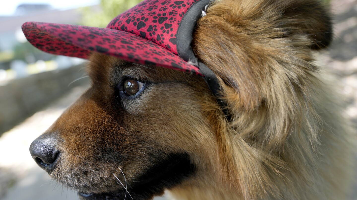 Booties. Indoor dog parks. And following the vet’s orders. How to keep pets cool this summer