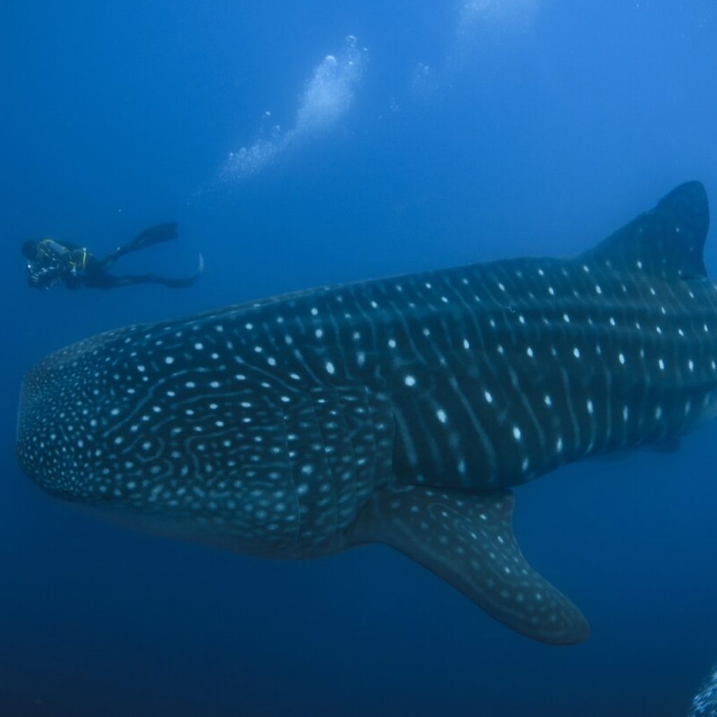 The Galapagos Islands and many of their unique creatures are at risk from warming waters