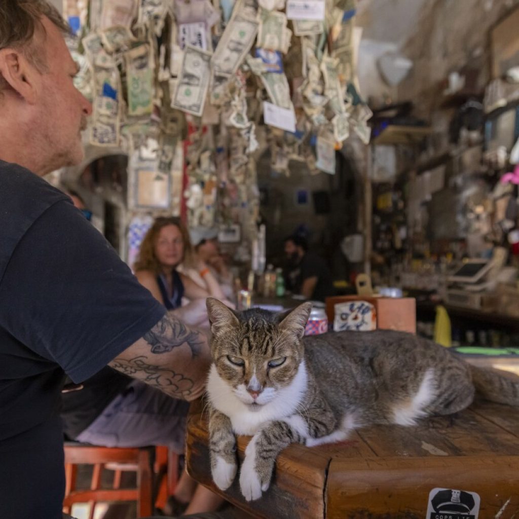 A cat’s the star at these venues around the world, from museums to bars to government offices