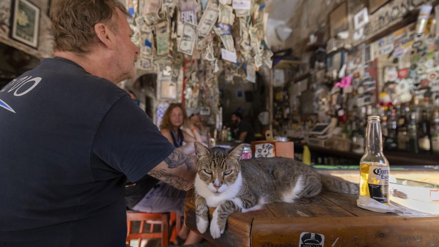 A cat’s the star at these venues around the world, from museums to bars to government offices