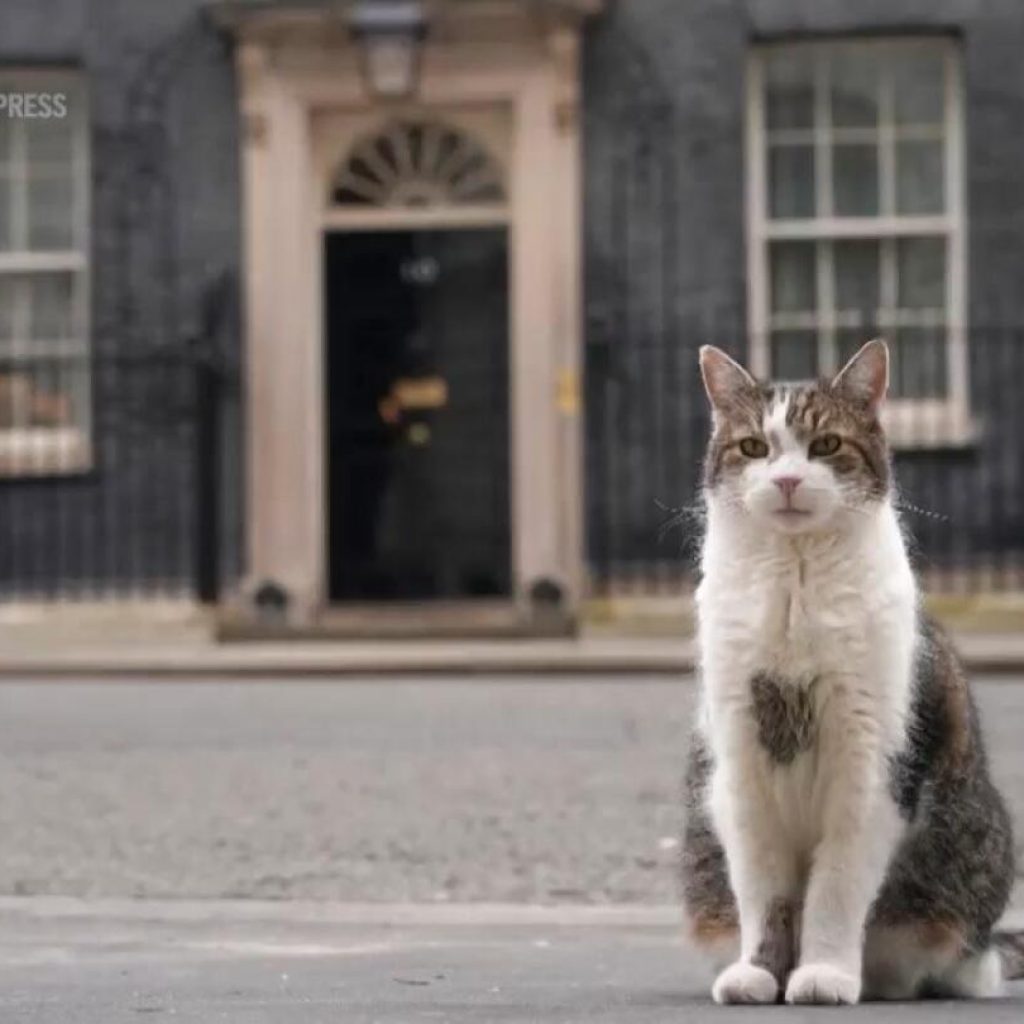 Go to these locales for the history. Stay for the cats | AP News