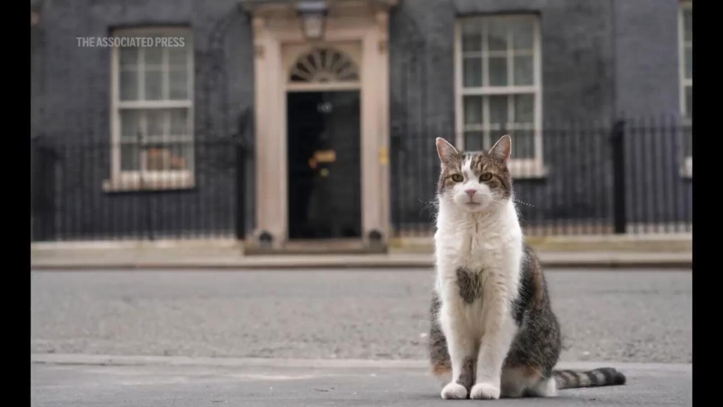 Go to these locales for the history. Stay for the cats | AP News