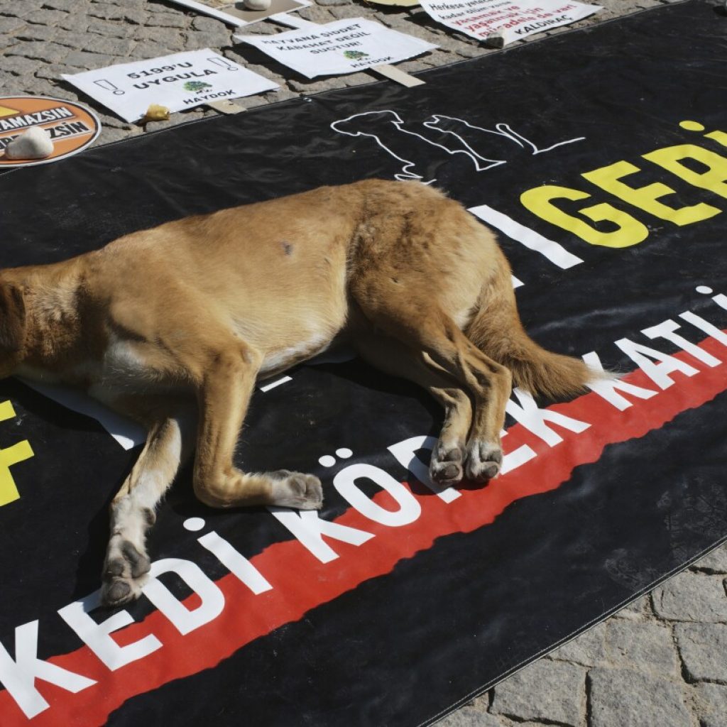 Turkey approves law to remove stray dogs from streets. Opposition vows to fight the ‘massacre law’