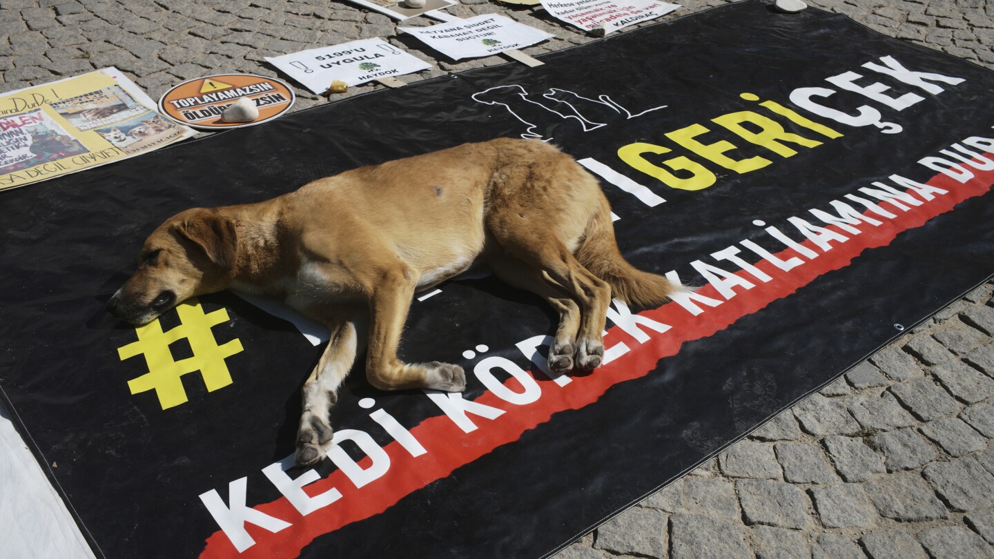 Turkey approves law to remove stray dogs from streets. Opposition vows to fight the ‘massacre law’