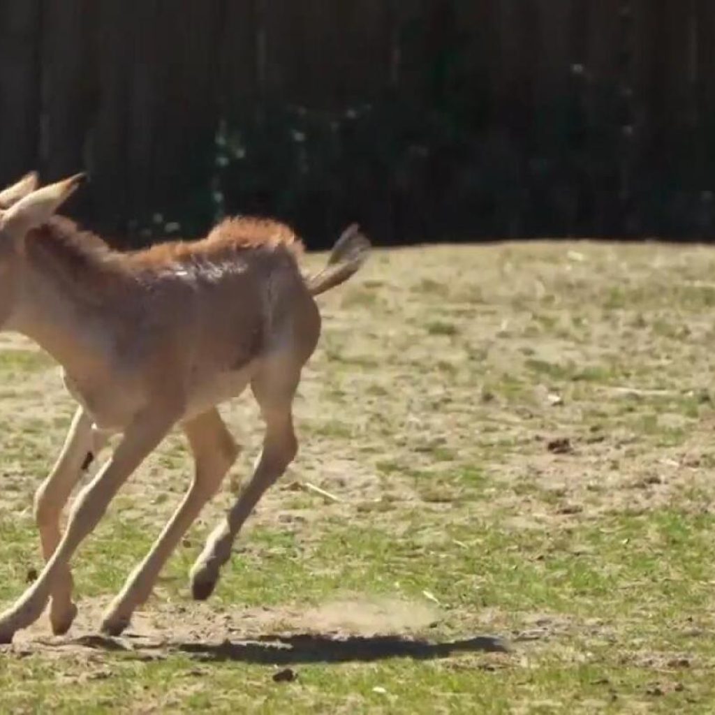 World’s rarest equid born at Chester Zoo | AP News