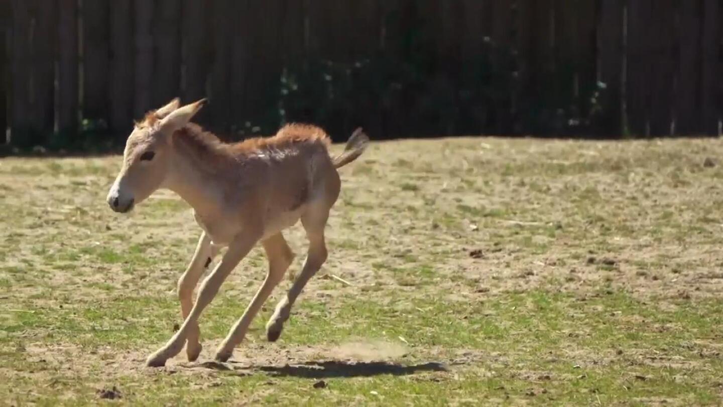 World’s rarest equid born at Chester Zoo | AP News