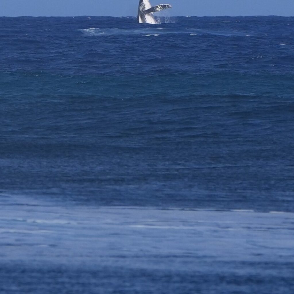 Whale breach seen during Paris Olympics surfing semifinal competition in Tahiti