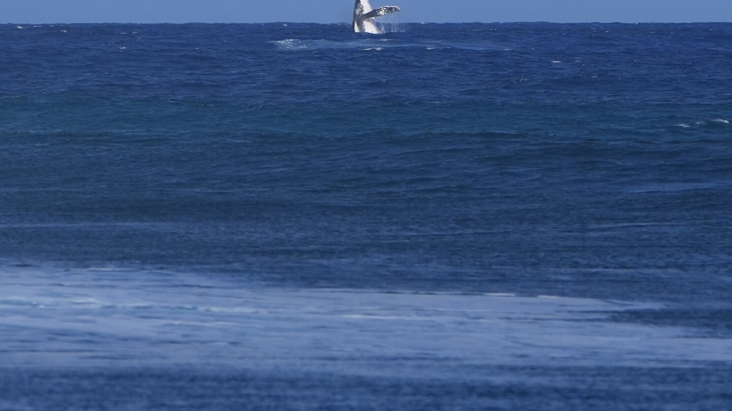 Whale breach seen during Paris Olympics surfing semifinal competition in Tahiti