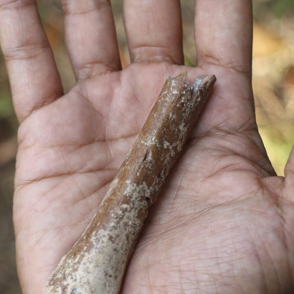 Fossils suggest even smaller ‘hobbits’ roamed an Indonesian island 700,000 years ago