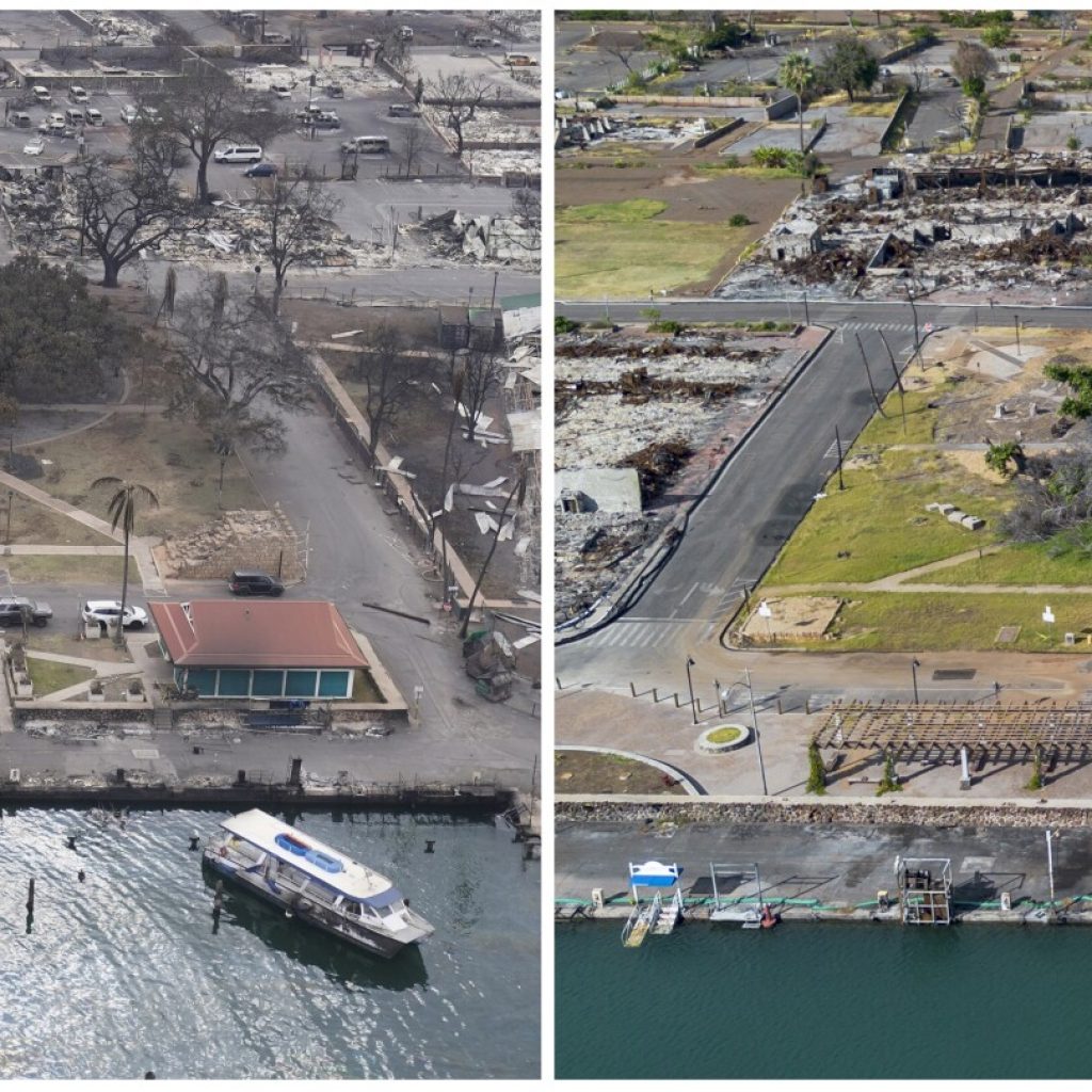 How Lahaina’s more than 150-year-old banyan tree is coming back to life after devastating fire