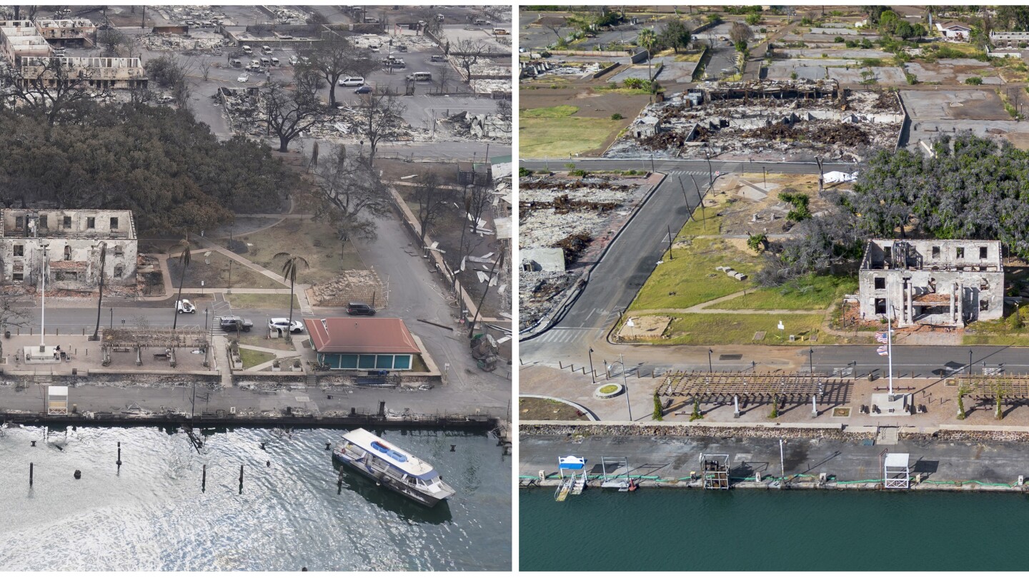 How Lahaina’s more than 150-year-old banyan tree is coming back to life after devastating fire