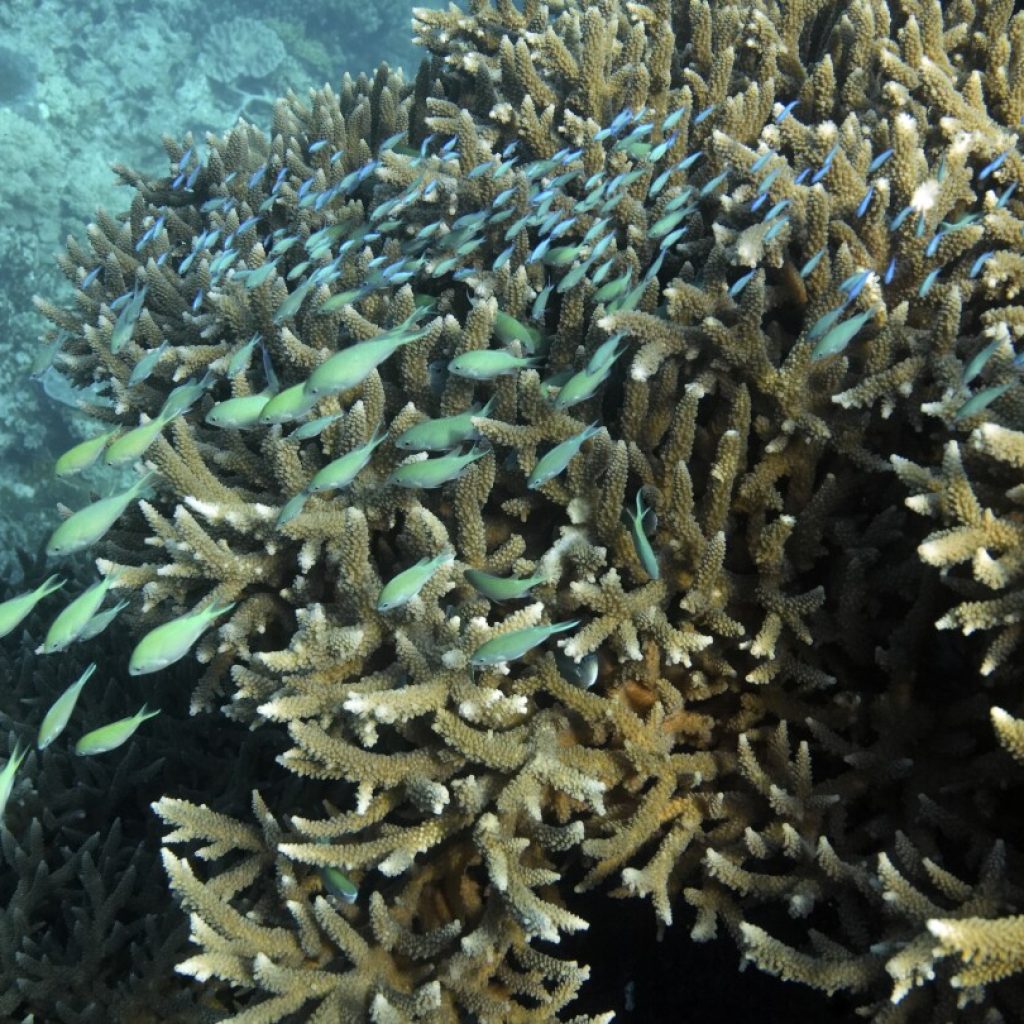 Great Barrier Reef waters were hottest in 400 years over the past decade, study finds