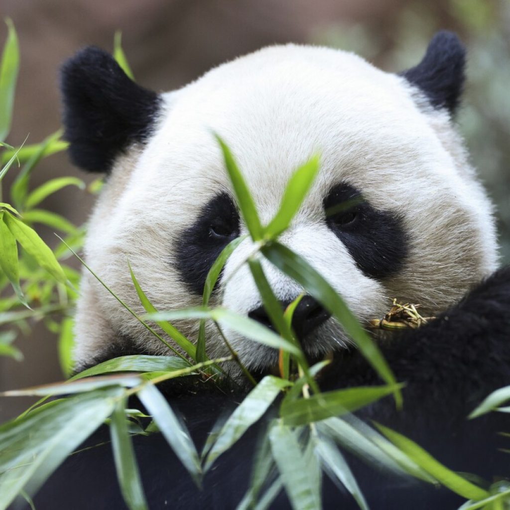 What’s black and white and fuzzy all over? It’s 2 giant pandas, debuting at San Diego Zoo