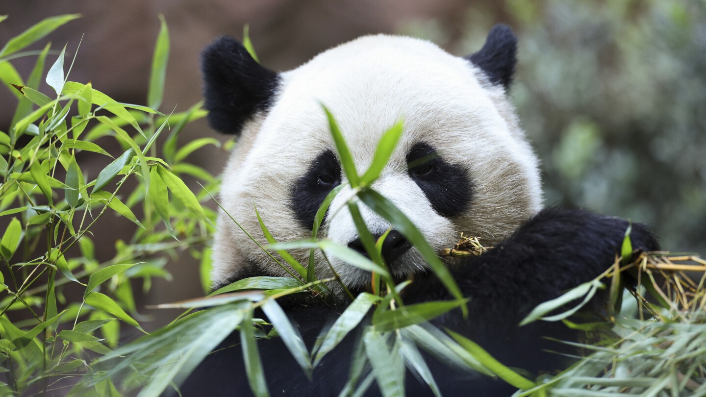 What’s black and white and fuzzy all over? It’s 2 giant pandas, debuting at San Diego Zoo