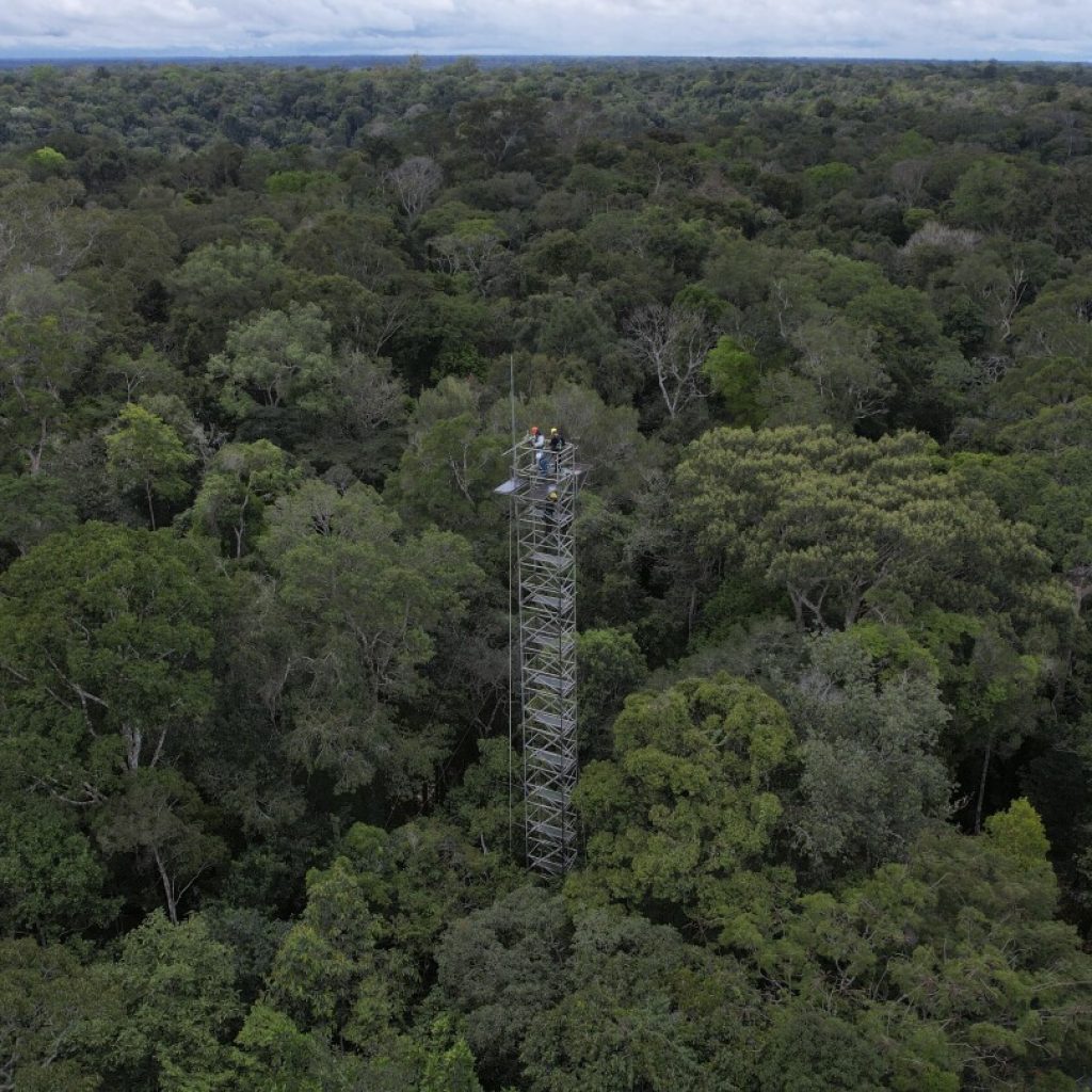 Amazon rainforest stores carbon for the world, but this carbon sink is at risk, a study finds