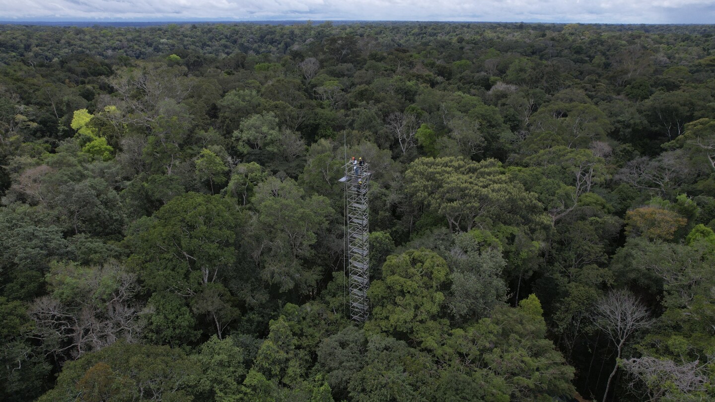 Amazon rainforest stores carbon for the world, but this carbon sink is at risk, a study finds