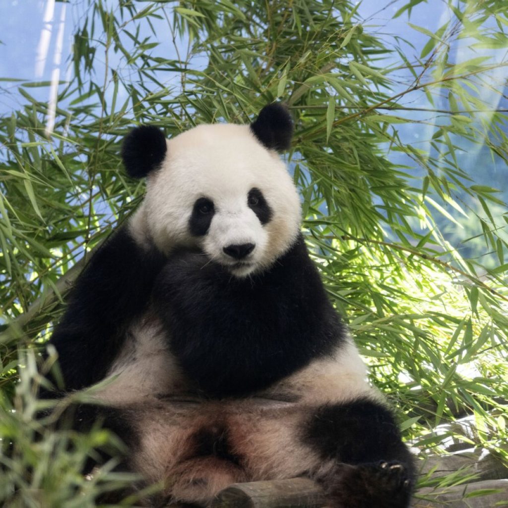 The Berlin Zoo is hoping for more German-born giant pandas as scans confirm a pregnancy