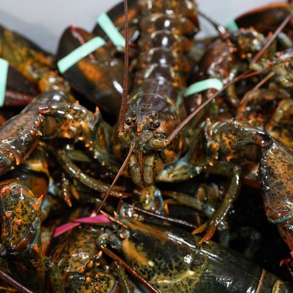 Game of inches: Lobster fishermen say tiny change in legal sizes could disrupt imperiled industry