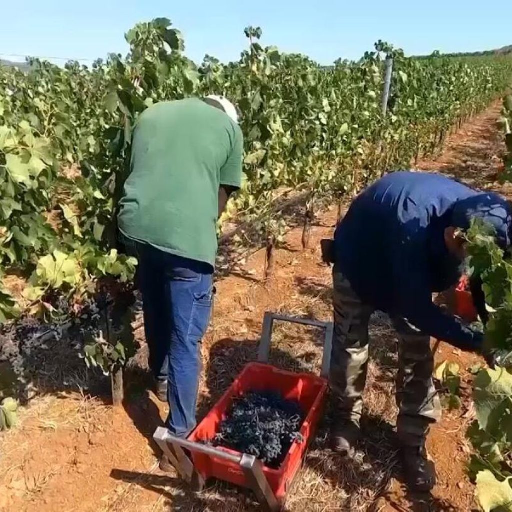 Tuscan vineyards harvest grapes early following heatwave | AP News