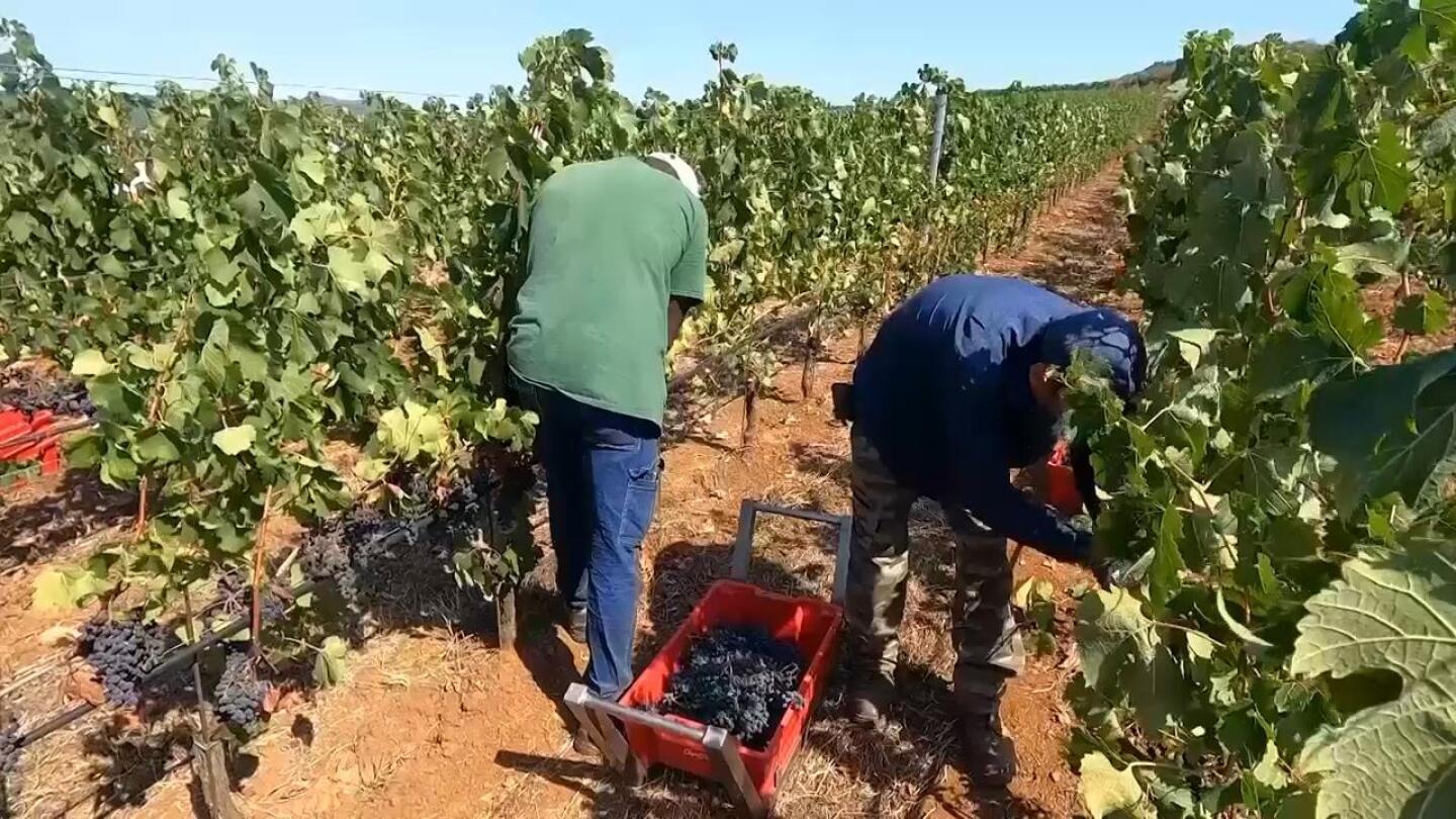 Tuscan vineyards harvest grapes early following heatwave | AP News