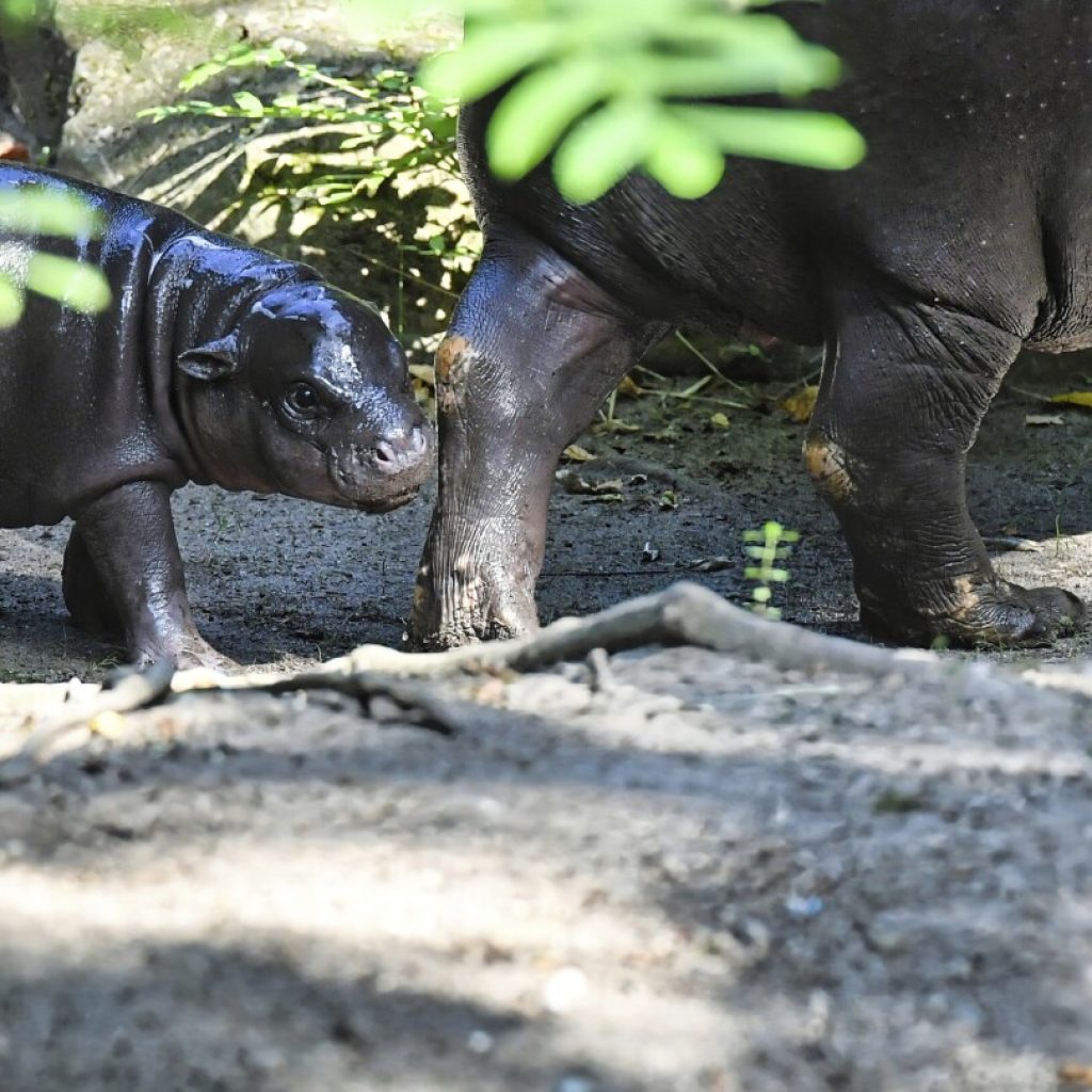 Berlin’s newest pygmy hippo makes her debut, with a name inspired by a soccer star